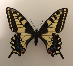 Papilio