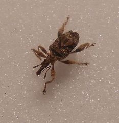 Stephanorhynchus curvipes