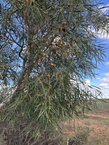 Native apricot