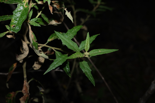Olearia nernstii