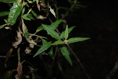 Olearia nernstii