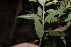 Olearia nernstii, photograph (c) Greg Tasney, some rights reserved (CC BY-SA)