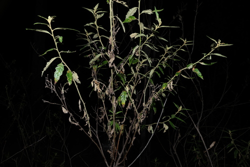 Olearia nernstii, photograph 2