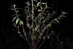 Olearia nernstii, photograph (c) Greg Tasney, some rights reserved (CC BY-SA)