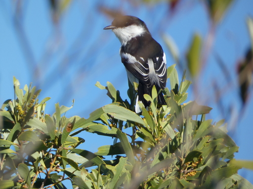 Lalage leucopyga observed 2026-07-11