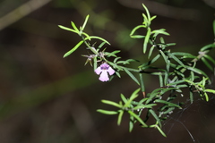 Westringia eremicola, photograph (c) Greg Tasney, some rights reserved (CC BY-SA)