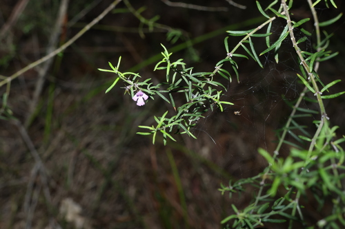 Westringia eremicola, photograph 4