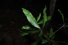 (c) Greg Tasney, some rights reserved (CC BY-SA) Denhamia celastroides, photograph (c) Greg Tasney, some rights reserved (CC BY-SA)