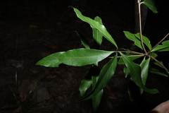 Denhamia celastroides, photograph (c) Greg Tasney, some rights reserved (CC BY-SA)