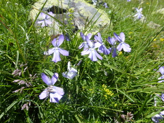 Viola cornuta