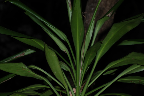 Cordyline rubra, photograph 5