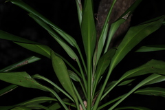 (c) Greg Tasney, some rights reserved (CC BY-SA) Cordyline rubra, photograph (c) Greg Tasney, some rights reserved (CC BY-SA)