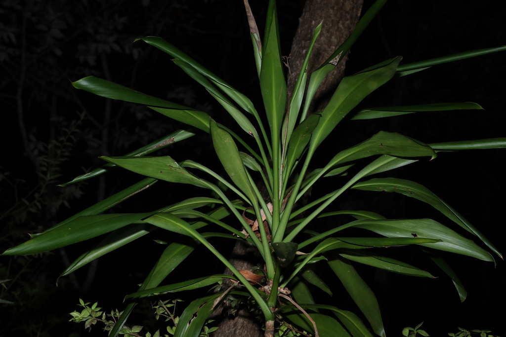 Cordyline rubra; photograph (c) Greg Tasney, some rights reserved (CC BY-SA)