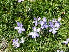 Viola cornuta