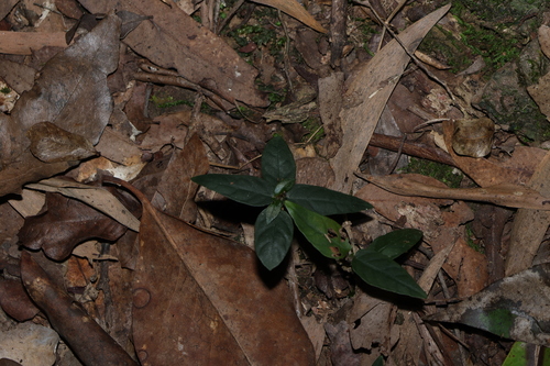 Pseuderanthemum variabile, photograph 6