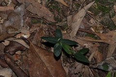 Pseuderanthemum variabile, photograph (c) Greg Tasney, some rights reserved (CC BY-SA)
