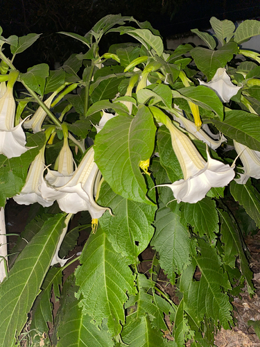 Angel's Trumpet