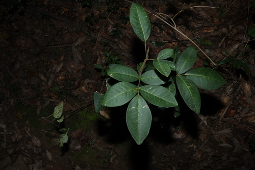Flindersia bennettii