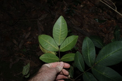 Flindersia bennettii, photograph (c) Greg Tasney, some rights reserved (CC BY-SA)