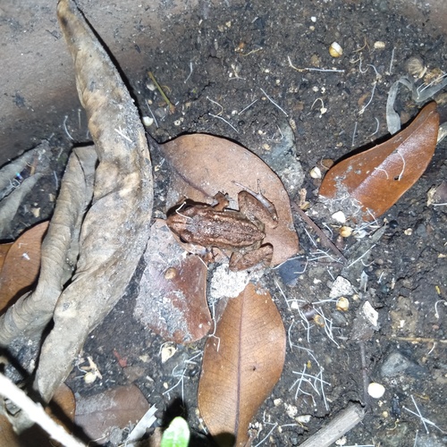 Greenhouse Frog, Buhangin Proper, Buhangin, Davao City, Davao del Sur, Philippines, photo 10 of 10