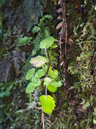 Jovellana repens, photograph 4