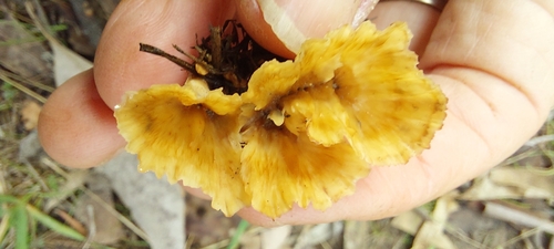 Wine Glass Fungus