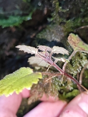 author not stated, no rights reserved Jovellana repens, photograph author not stated, no rights reserved