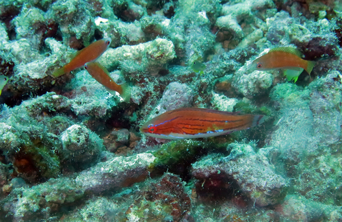 Paracheilinus carpenteri observed 2026-07-11
