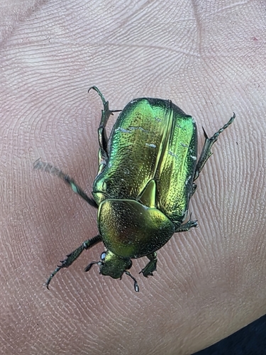 European Rose Chafer