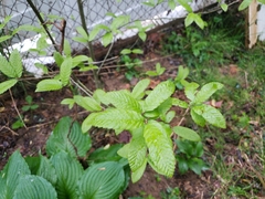 Castanea pumila
