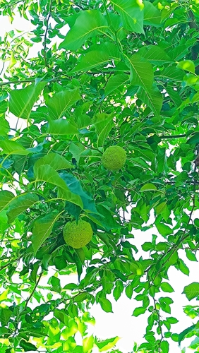 Osage-orange