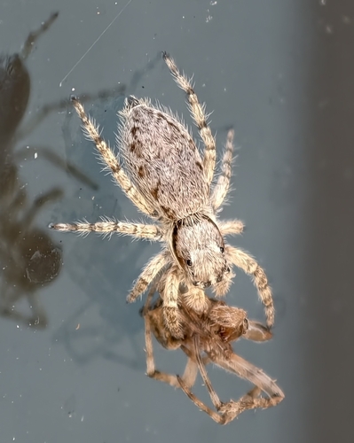 Menemerus fulvus
