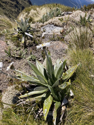 Celmisia semicordata, photograph 2