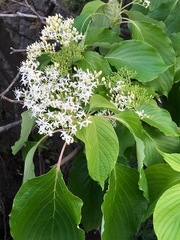 Cornus controversa