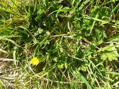 Ranunculus repens