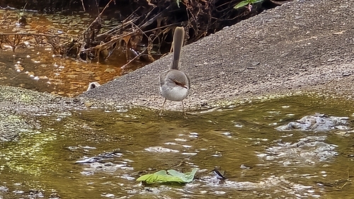 Superb Fairywren