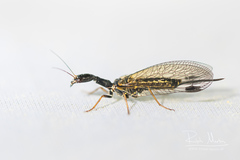 Phaeostigma