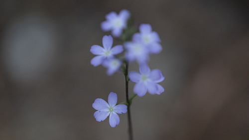 Buchnera linearis (Buchnera linearis)