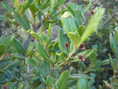 Pancheria billardierei observed 2026-07-11
