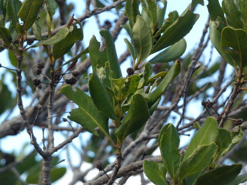 Pancheria billardierei observed 2026-07-11