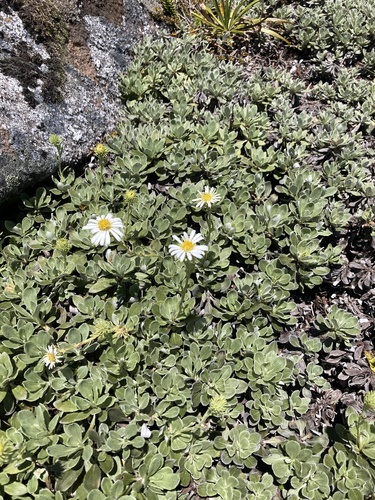 Celmisia discolor, photograph 2