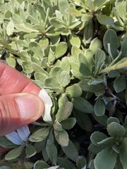Celmisia discolor, photograph (c) Matt Scott, some rights reserved (CC BY)