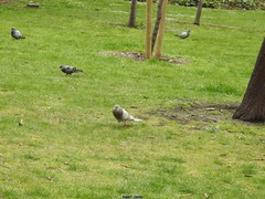 Columba livia