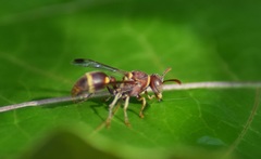 Ropalidia