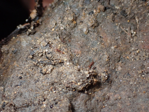 Cerapachys biroi observed 2026-06-12