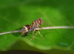 Ropalidia