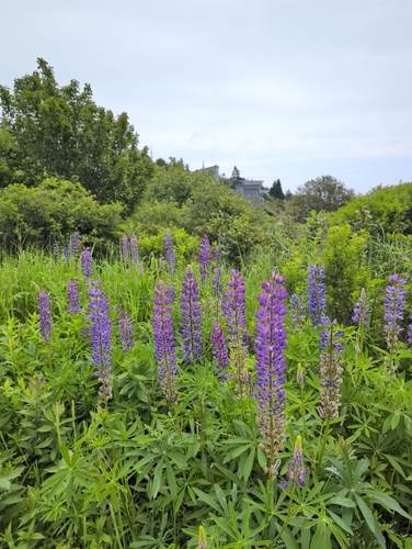 Large-leaved lupine
