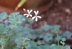 Pelargonium odoratissimum