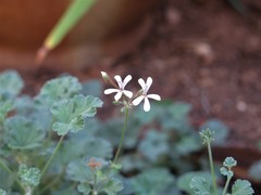 Pelargonium odoratissimum