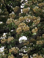 Crateva unilocularis